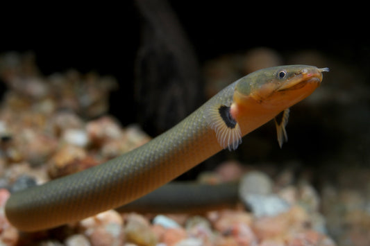 Rope Eel, Fish Freshwater (Erpetoichthys calabaricus) - Live Fish
