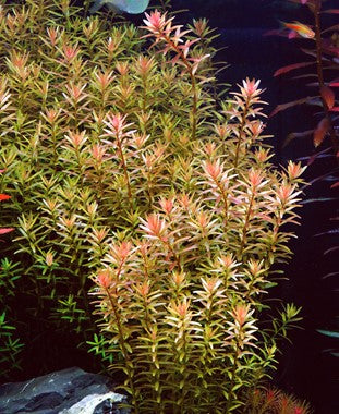 Rotala Indica