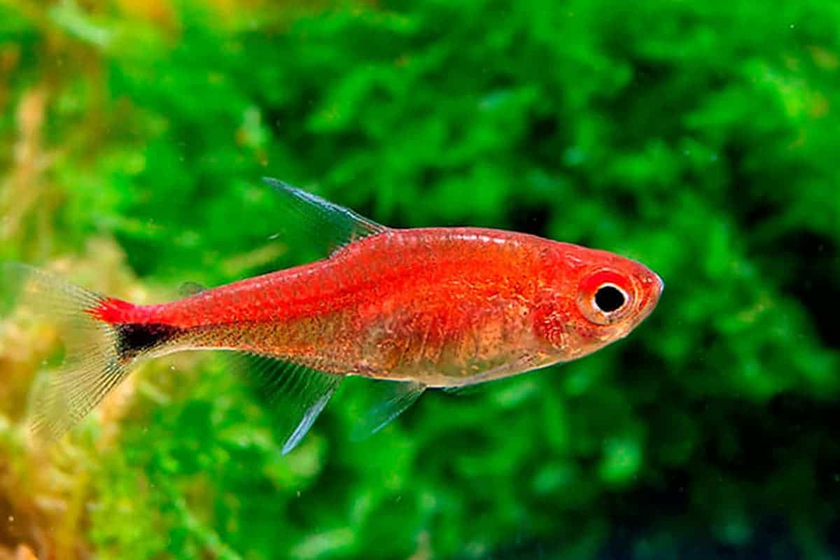 Ruby Tetra (Axelrodia riesei)
