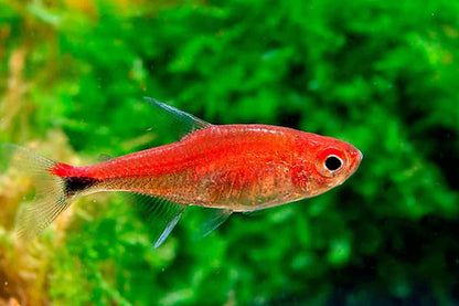 Ruby Tetra (Axelrodia riesei)