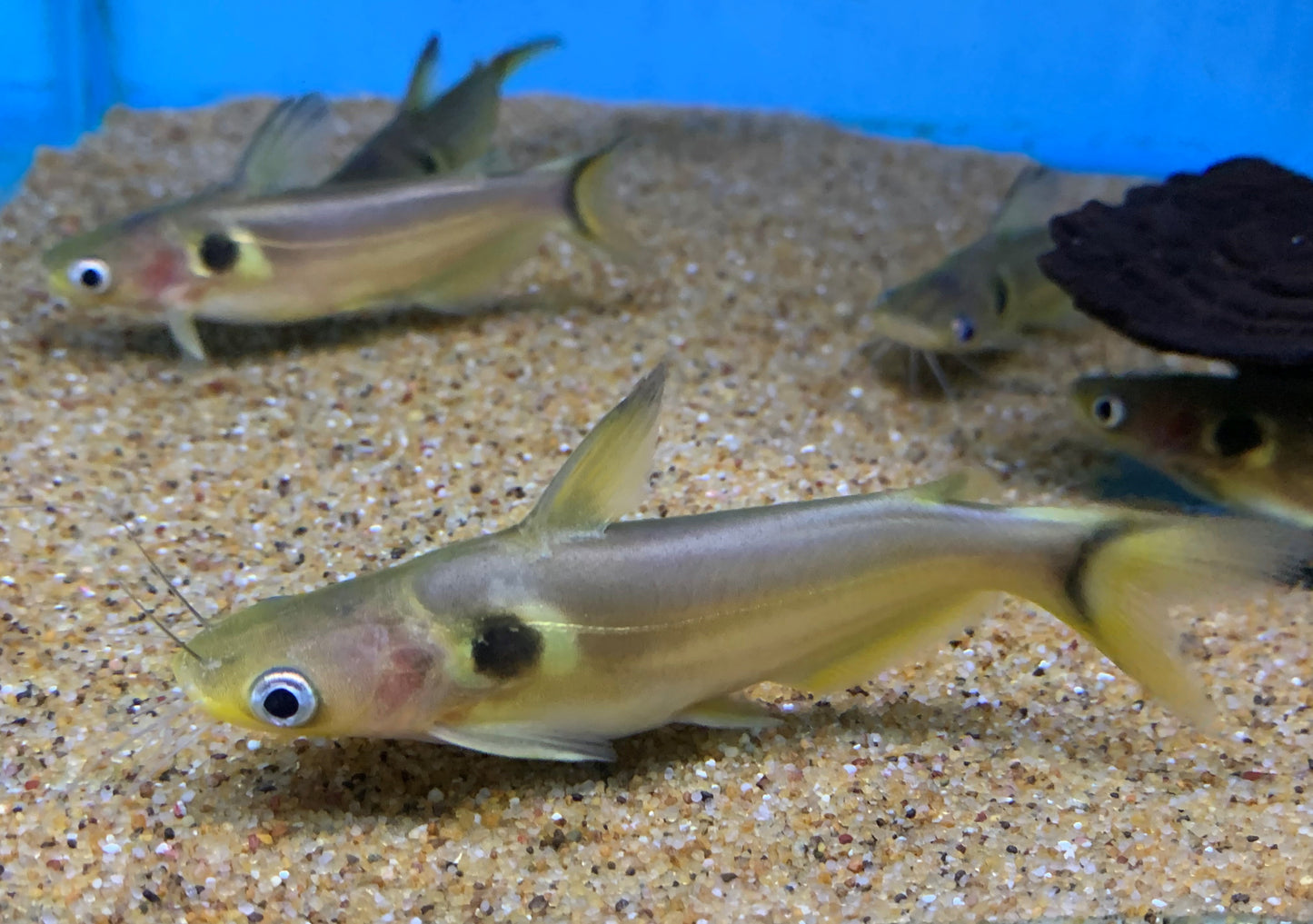 Sun Catfish (Horabagrus brachysoma) - LIVE FISH