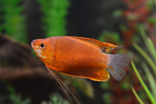 Sunset Thicklip Gourami (Trichogaster labiosa)