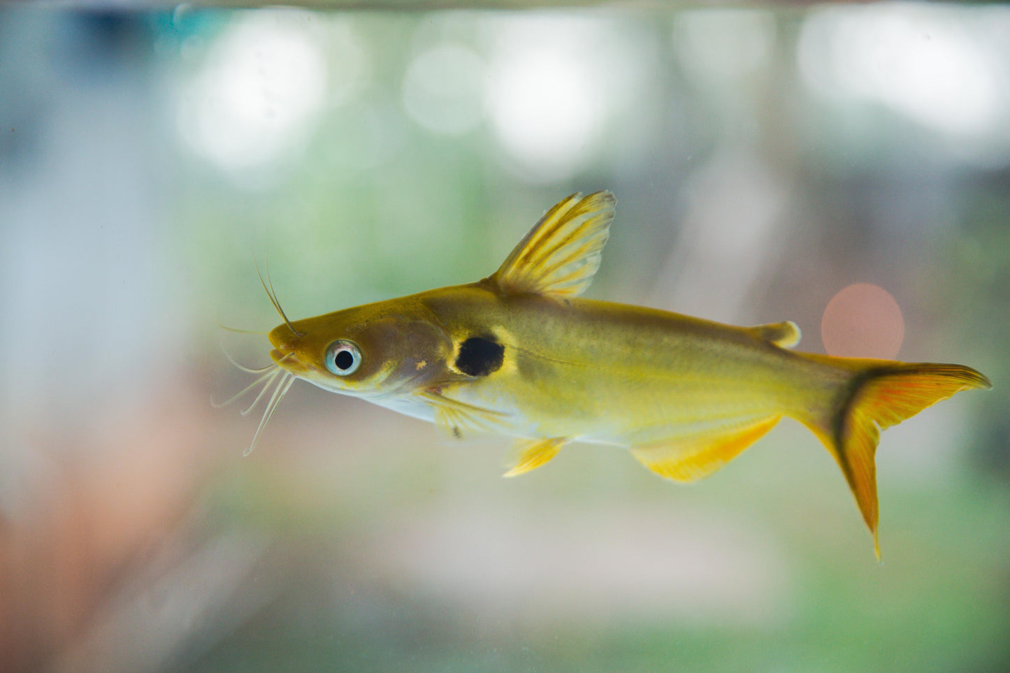 Sun Catfish (Horabagrus brachysoma) - LIVE FISH