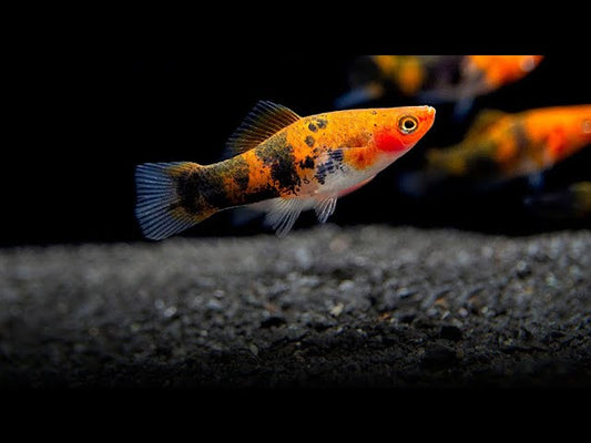 Sanke Koi Swordtail (Xiphophorus helleri) - Live Fish