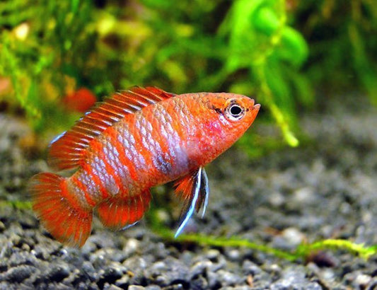 Scarlet Badis (Dario dario)