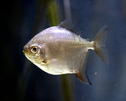 Silver Dollar Fish (Metynnis argenteus) - Live Fish
