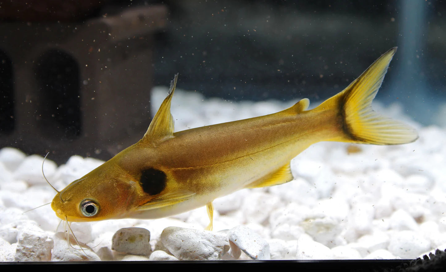 Sun Catfish (Horabagrus brachysoma) - LIVE FISH