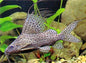 Lace Cat Synodontis