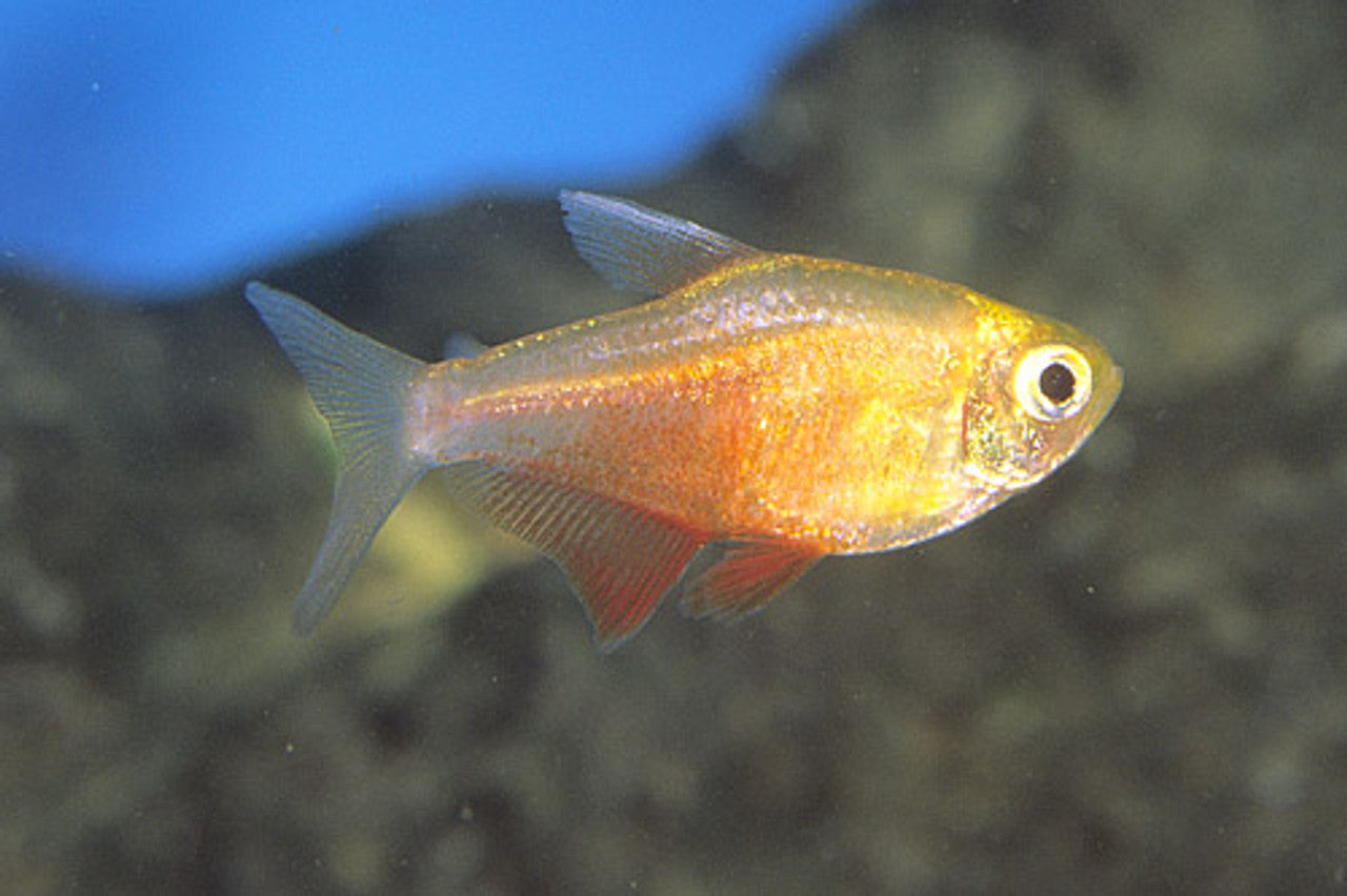 Orange Von Rio Flame Tetra (Hyphessobrycon flammeus) - Live Fish