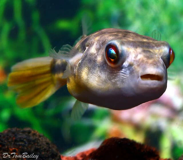 Fahaka Puffer (Tetraodon lineatus) - Live Fish