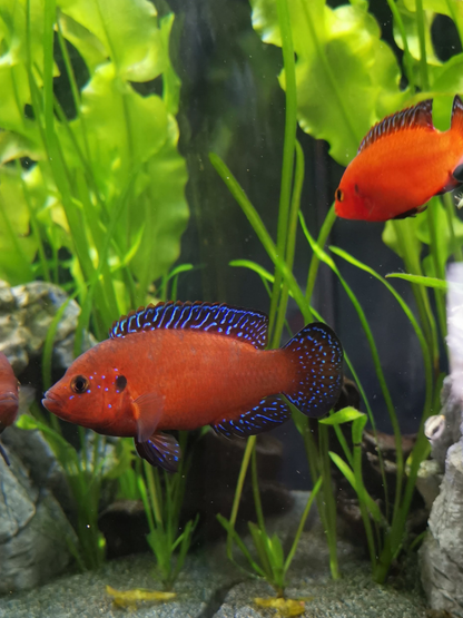 Turkana Jewel Cichlid (Hemichromis exsul) - Live Fish