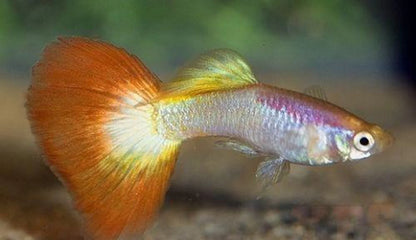 Tequila Sunrise Guppy (Poecilia reticulata) - Live Fish