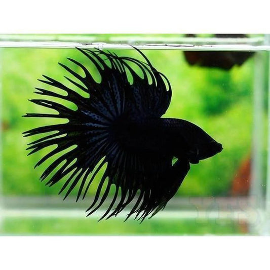 Black Crowntail Betta (Betta splendens) – Male