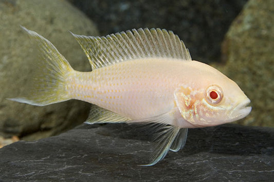 Brichardi Albino Cichlid (Neolamprologus brichardi) - Live Fish