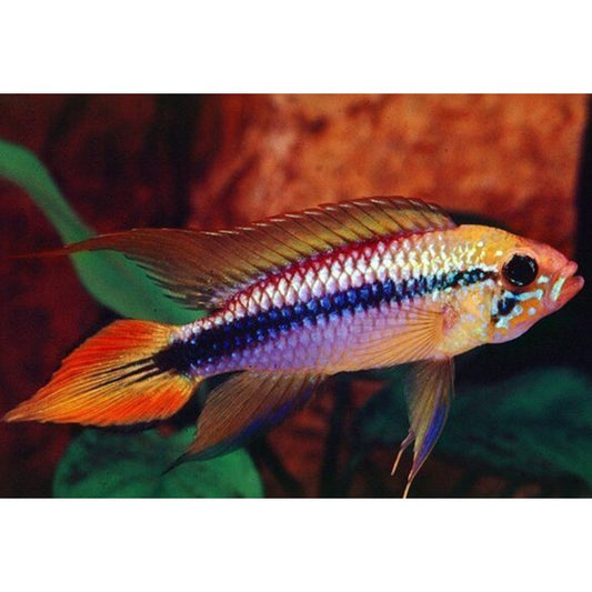 Apistogramma Agassizii Double Red- Live Fish