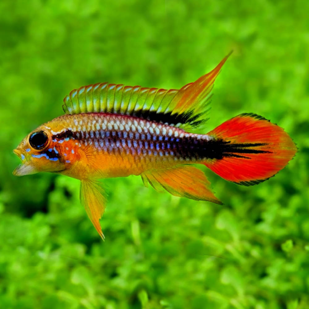Apistogramma Agassizii Double Red- Live Fish