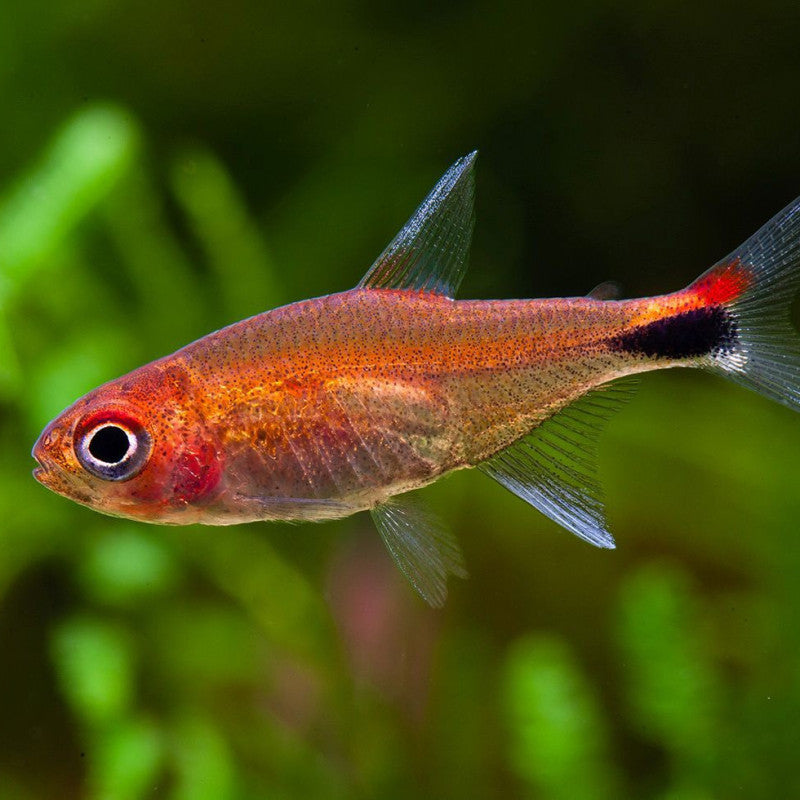 Ruby Tetra (Axelrodia riesei)