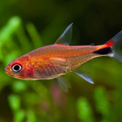 Ruby Tetra (Axelrodia riesei)