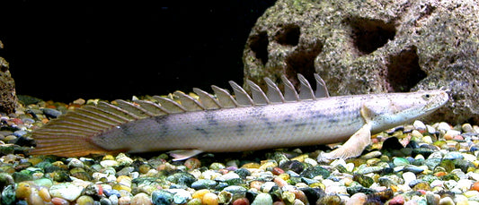 Polypterus Senegalus