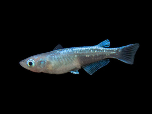 Ricefish Sparkled Blue Killifish (Oryzias woworae) - Live Fish