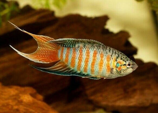 Blue Paradise Gourami (Macropodus opercularis)