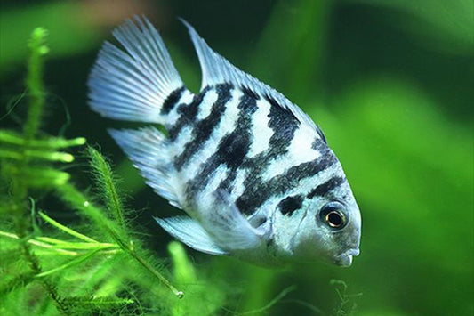 Blue Tiger Parrot Cichlid (Amatitlania Nigrofasciata blue) - Live Fish