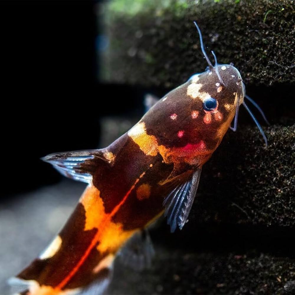 Bumblebee Catfish (Microglanis iheringi) - Live Fish