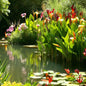 Canna, 2 pack, bare root aquatic plant (Thalia dealbata)