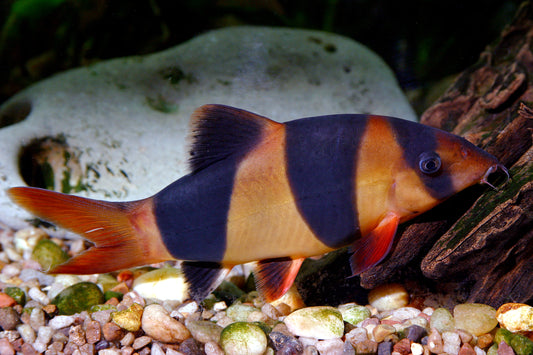 Clown Loach (Chromobotia macracanthus) - 1.25" - Live Fish