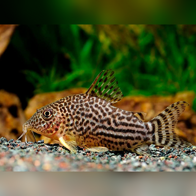 Sterbai Corydoras (Corydoras sterbai) - Live Fish