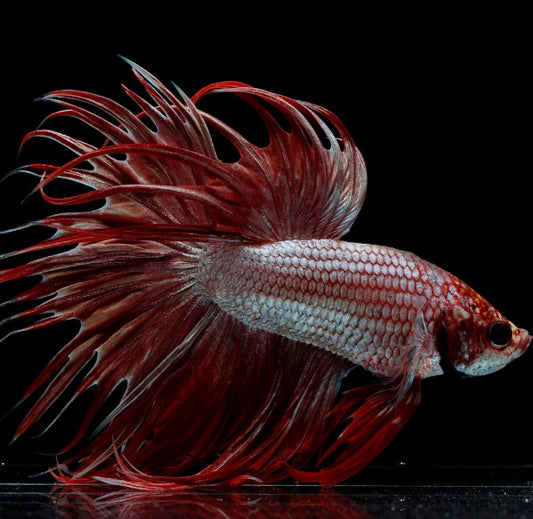 Crowntail Dragon Scale Betta (Betta splendens) – Male