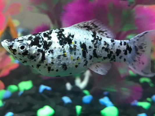 Dalmatian Molly