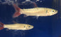 Pinktail Chalceus