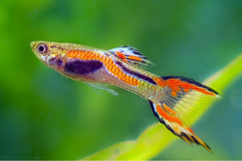 Endler Guppy (Poecilia wingei) - Live Fish