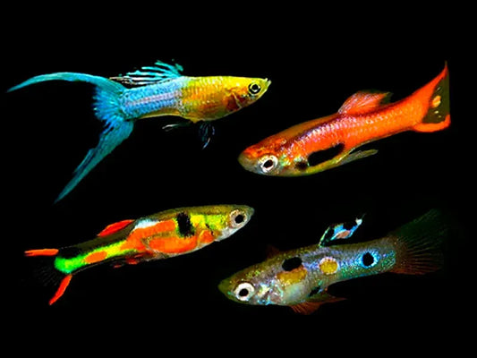 Endler Guppy (Poecilia wingei) - Live Fish
