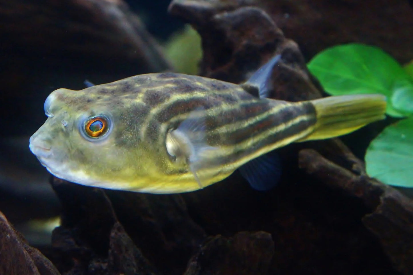 Fahaka Puffer (Tetraodon lineatus) - Live Fish