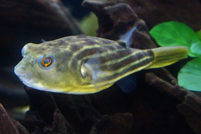 Fahaka Puffer (Tetraodon lineatus) - Live Fish