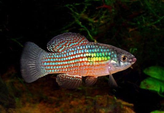 Flagfish Killifish (Jordanella floridae) - Live Fish