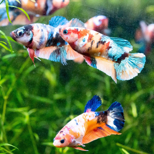 Koi Candy Roundtail Betta (Betta splendens) – FEMALE