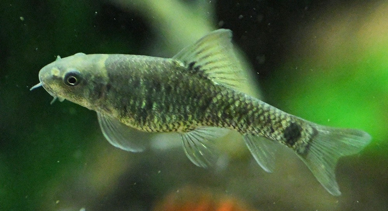 Red Garra Rufa  Algae Eater (Garra rufa)