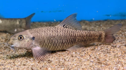 Red Garra Rufa  Algae Eater (Garra rufa)