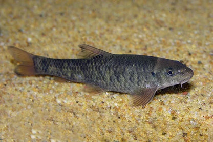 Red Garra Rufa  Algae Eater (Garra rufa)