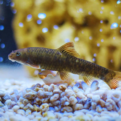 Red Garra Rufa  Algae Eater (Garra rufa)