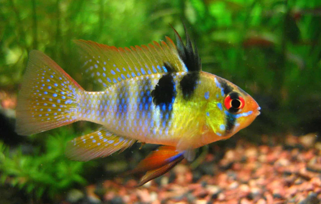 Blue Ram - Live Fish
