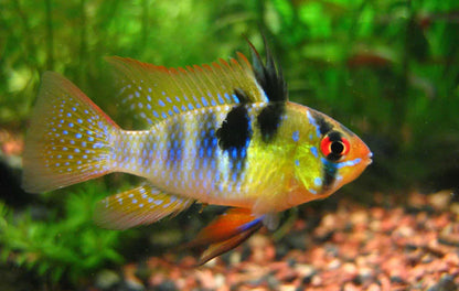 Blue Ram - Live Fish