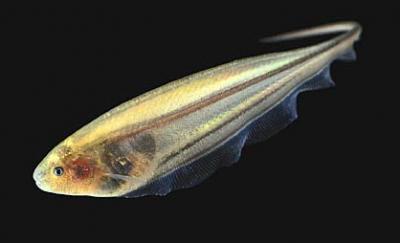 Glass Knifefish (Eigenmannia virescens) - Live Fish