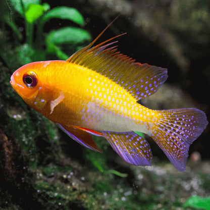 Gold Ram Cichlid (Mikrogeophagus ramirezi 'Gold') - Live Fish