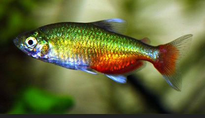 Green Fire Tetra (Aphyocharax rathbuni)- Live Fish