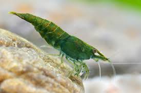 Green Jade Shrimp (Neocaridina davidi “Green Jade”)