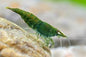 Green Jade Shrimp (Neocaridina davidi “Green Jade”)
